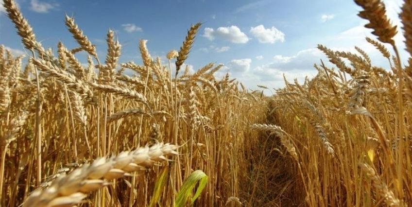 Recomendaciones para⁢ optimizar la cosecha en futuras campañas