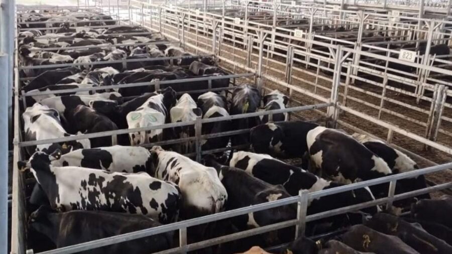 Ante señales de recuperación, caen costos y suben precios en la leche tranqueras adentro