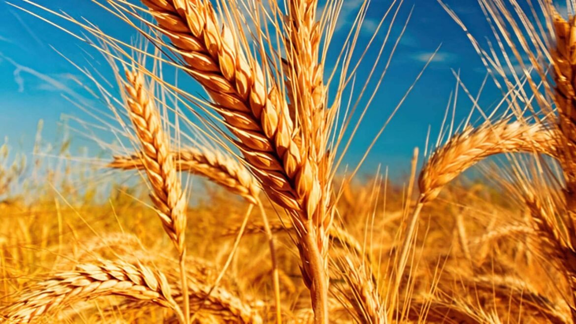 Sorprenden los rendimientos del trigo cosechado en la zona núcleo