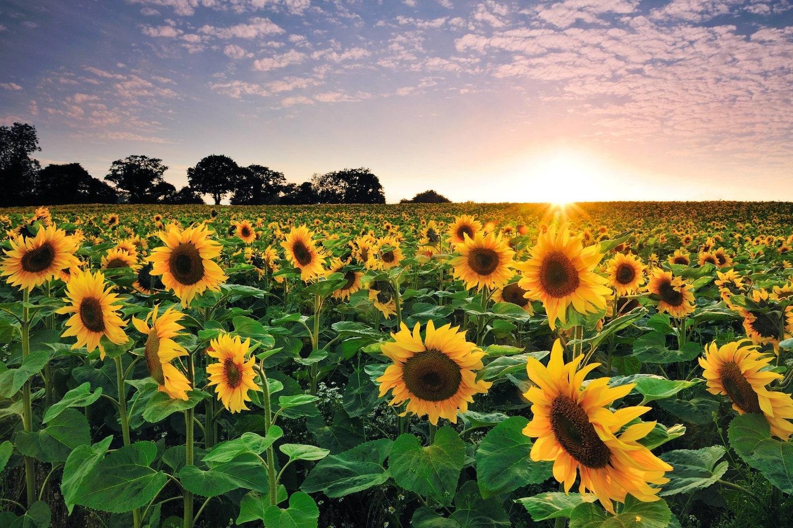 Condiciones climáticas y su impacto en el crecimiento de los girasoles