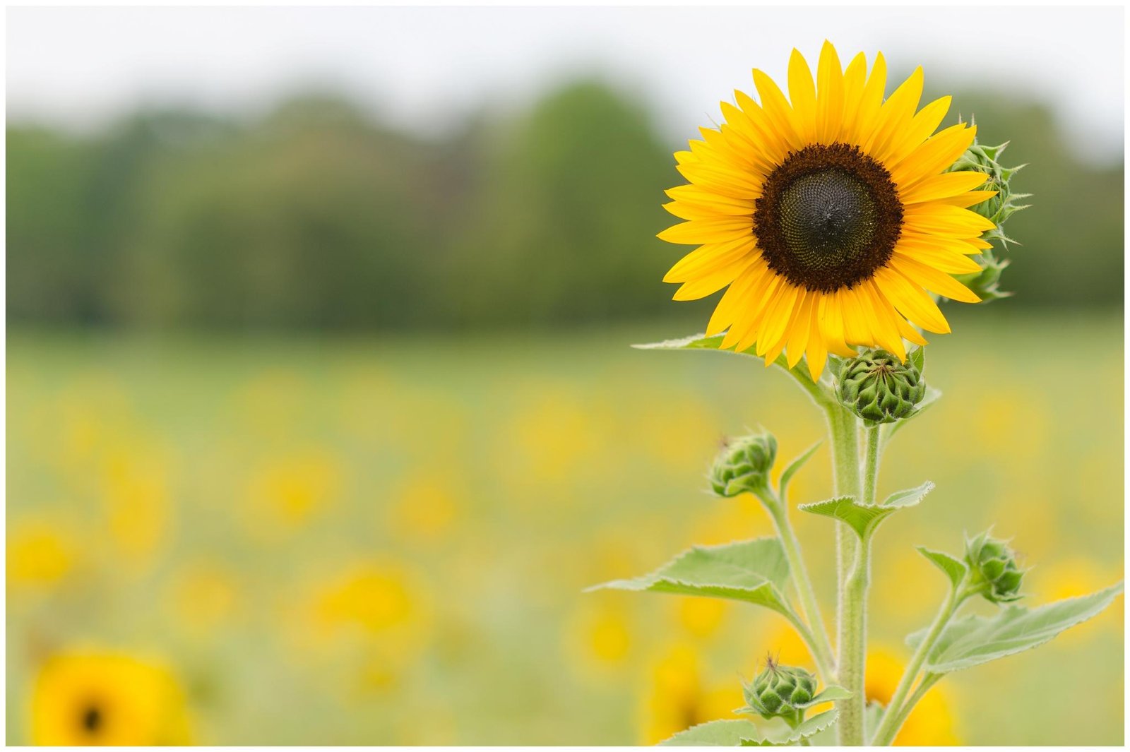 Prácticas agronómicas recomendadas para optimizar la producción