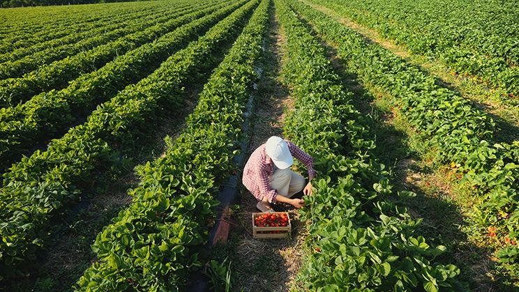 Plataformas tecnológicas que conectan productores y proveedores ​en el sector agrícola