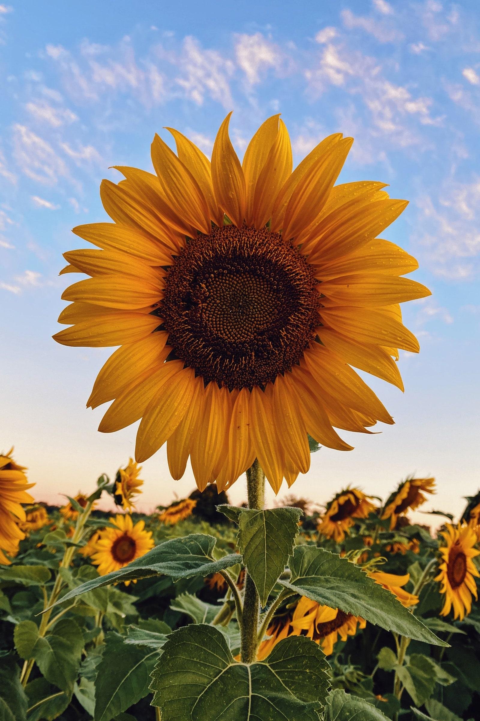 El potencial⁢ agrícola de los girasoles en el​ centro norte santafesino